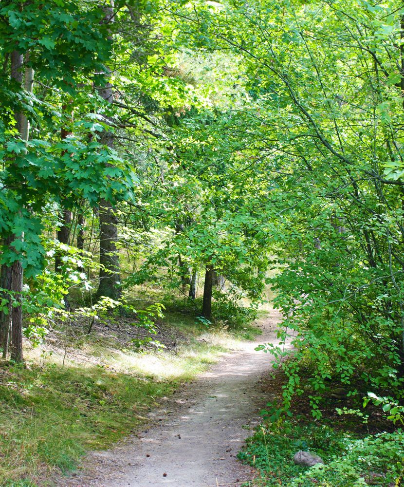 Bild på en stig i Kyrkbyåsen med tät vegetation.