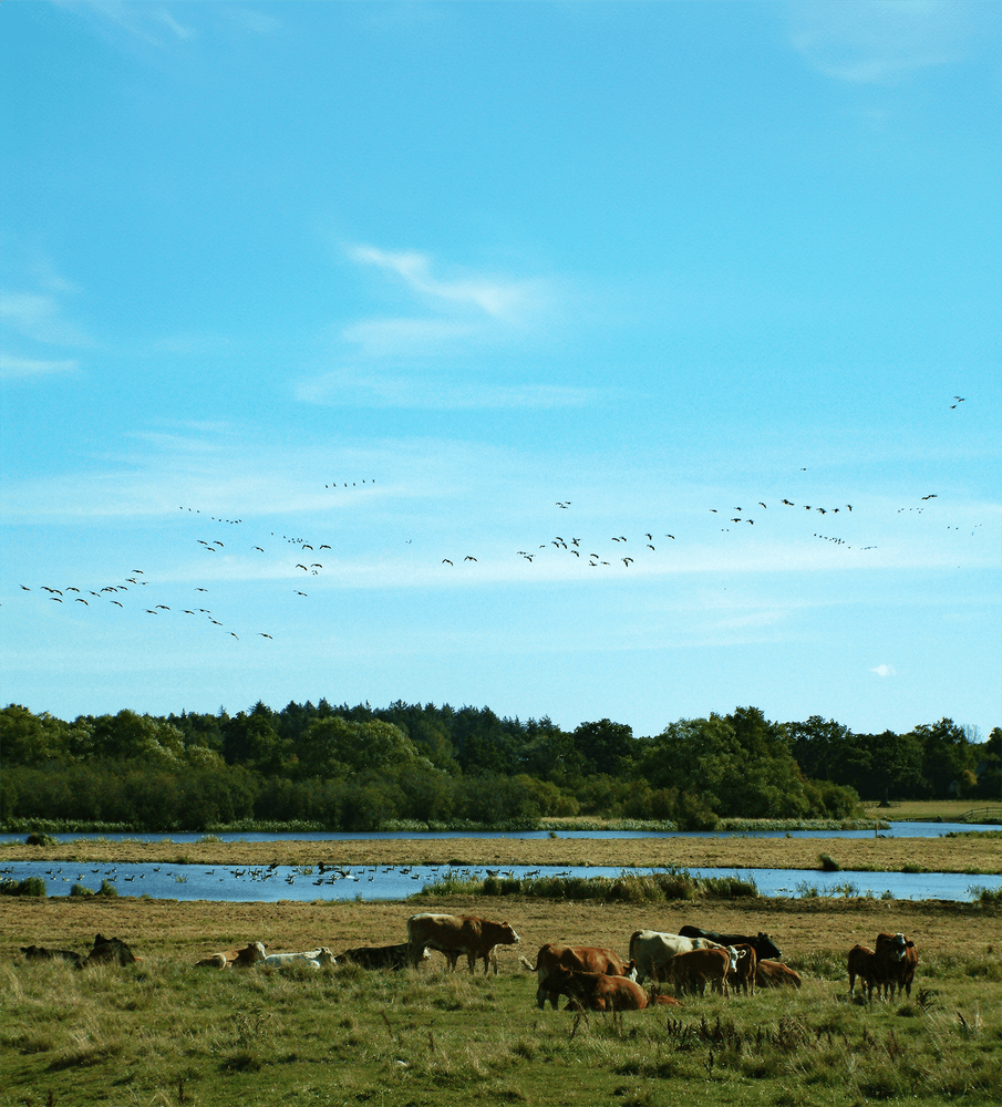 Foto på kor vid Ladugårdssjön