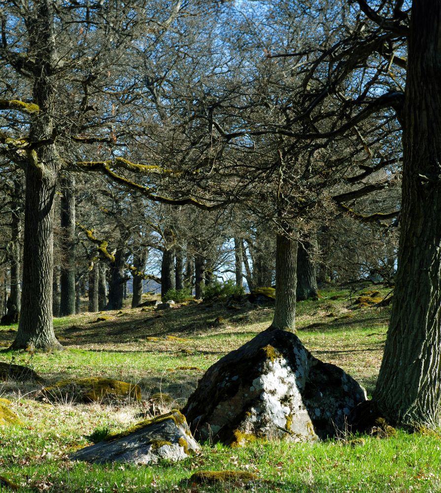 Träd och stenar i Lindholmen under tidig vår.