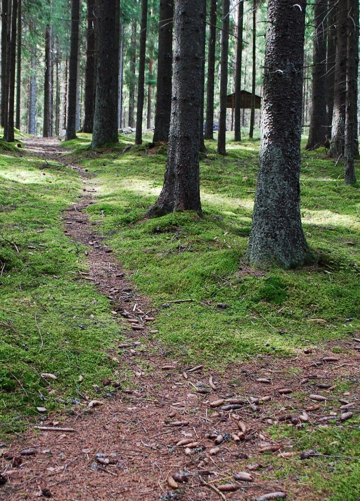Foto på en stig i en skog